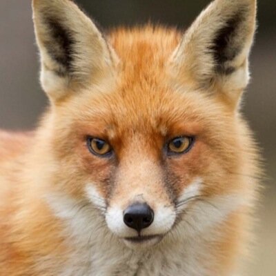 foxymarv Profile Picture