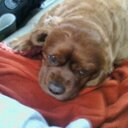 natalie holt - @natalielaholt - Twitter