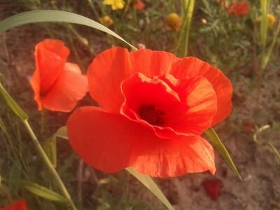Tweets aus der Insel Djerba. #Reise Ideen