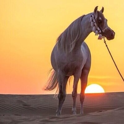 Naseralenezi1's profile picture. 