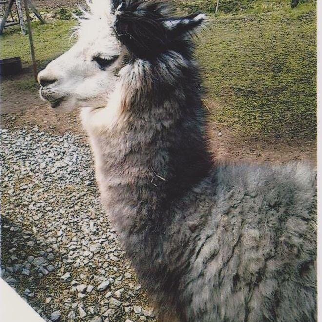 miyako_jima's profile picture. 