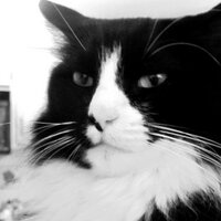 𝐻𝑒𝓃𝓇í (@henrilechatnoir) 's Twitter Profile Photo