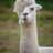 kikilalaz's profile image