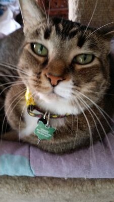 Chachi the Cat