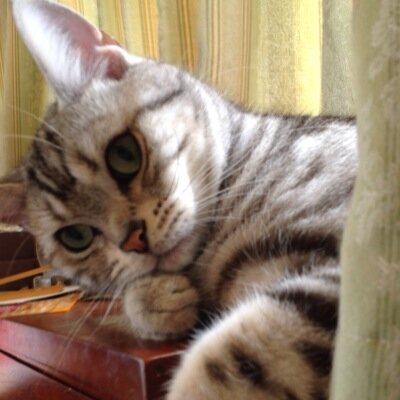 mashaharu_f's profile picture. アメショーとラーメンが大好きな中年オヤジです！
お勧めのラーメンをたまに紹介します。