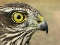 sequerah's profile picture. 