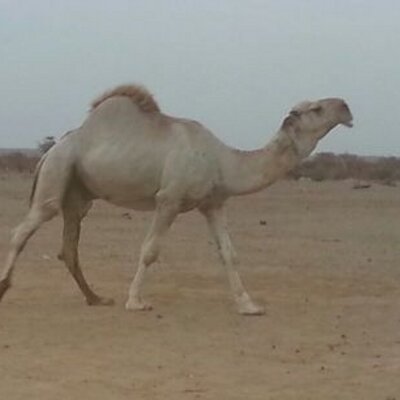 عاشق الإبل Abu Hussam0 Twitter