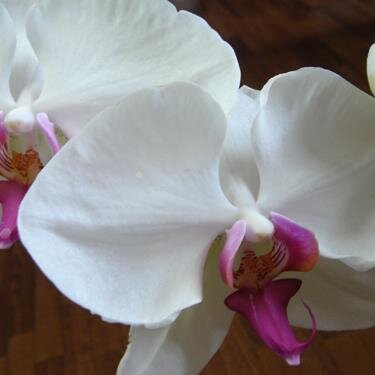 花が好きです。自然に咲いているのを見にもよく出かけます。美しいものを見ると、そこに幸せに繋がる気づきがあることを感じます。