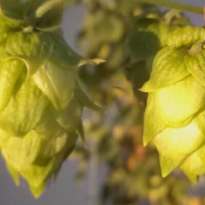 Thedraftbeerguy's profile picture. I am a Micro-Matic certified draft technician and draft installer with over 14 years experience in the craft beer industry.