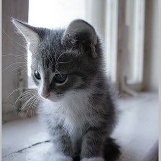 SarahKitt3n's profile picture. 