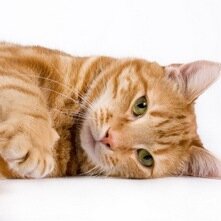 RIPChesterCat's profile picture. Rest In Peace