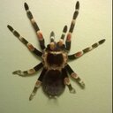 Chris Carleton - @CCspyder71 - Twitter