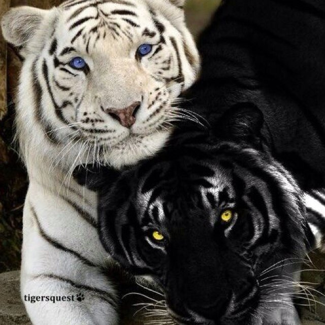 Para fãs de A Maldição do Tigre!! ❤