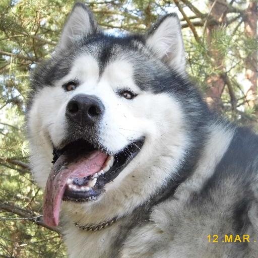 Питомник Аляскинского маламута CHERKASSY-MALAMUTE