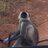 mihir_sakhadeo's profile image