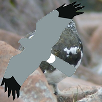 @merseabirder