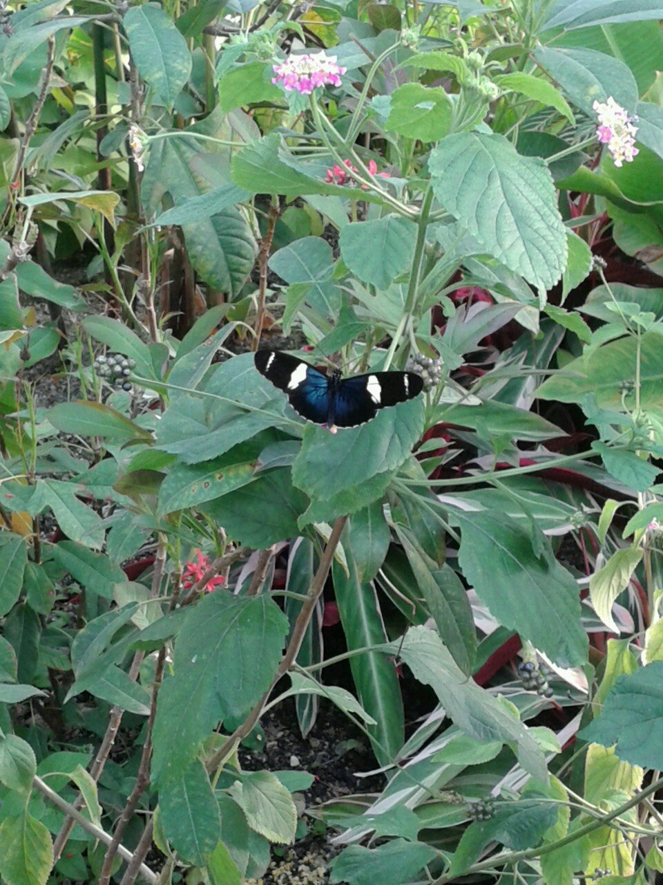 kimmetjhee11's profile picture. 12 Years old, Love Friends and Familie Love gymnastics, aikido and playing guitar