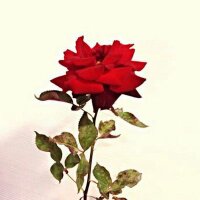 rosa cano (@rosacano3) 's Twitter Profile
