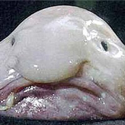 可愛くないけど癖になる動物 Not Kwaii Bot Twitter 可愛くないけど癖になる動物 Not Kwaii Bot Twitter