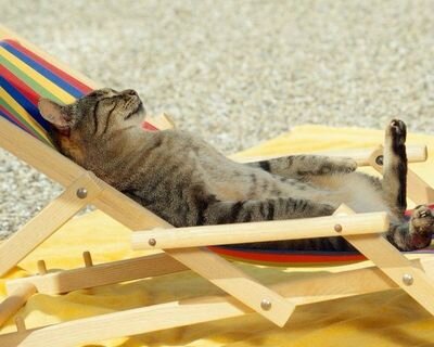 CappelliniRoby's profile picture. 