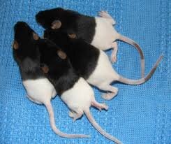 dunia tikus dan jalan tikus