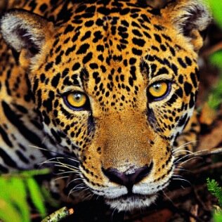 mickvdspoel's profile picture. 