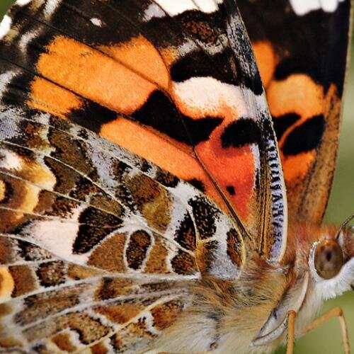 MidasButterfly's profile picture. Paintings, sculpture, writing, photography, objects of interest and value; culture, antiques, art