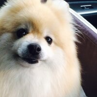 雪@🌈ポメラニアン姫16歳1ヶ月🌈 姫ちゃんロス中߹𖥦߹ (@snowhime2008) 's Twitter Profile