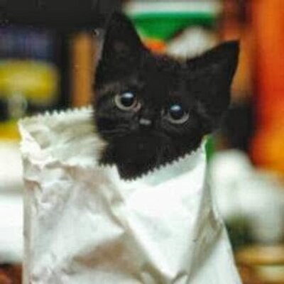 kali billi (@kalibilli65) / Twitter kali billi (@kalibilli65) / Twitter