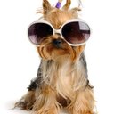 Daisy Beaver - @Shaytardslvr - Twitter