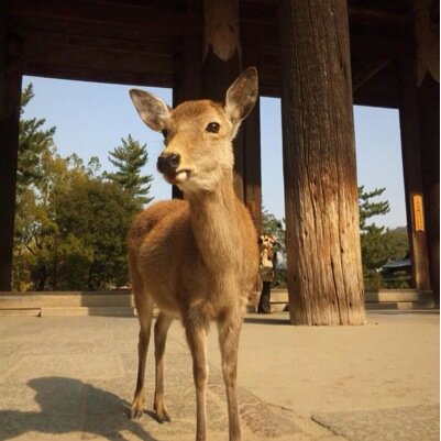 奈良が好き。神社仏閣や仏像が好き。黄色い食べ物(卵、チーズ、とうもろこしなど)が好き。認知症ケアが好き。認知症の症状や日常生活でのさまざまなストレスを軽減するためのアートカフェをちょこっと活動中。