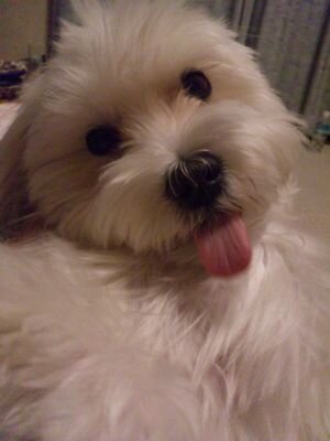 犬(*^▽^)/★*☆♪犬 Da-iCE 大好き ミセス大好きDa-iCEのライブ行きたいぃ ミセスのライブ行きたい 沢山の人と繋がりたい