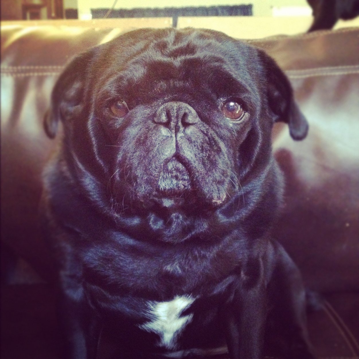 pugproblems's profile picture. For all you pug owners, pug problems needs no explanation. For non-pug owners, well, get a pug.