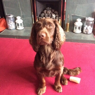 1 crazy spaniel, a toddler, a newborn baby and love to enter competitions :)