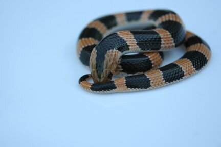 Durban based reptile breeder, avid field herper and lousy photographer.