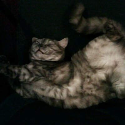 ErmakP's profile picture. 