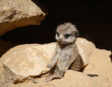 SuRizCat's profile picture. 