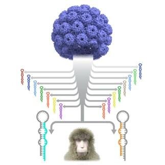 Our lab aims to understand how viruses use non-coding RNA to replicate, induce tumors, and cause pathogenesis, and how hosts use ncRNAs to block viruses.