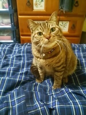cctmt's profile picture. 個性豊かな５匹の猫と共に♪(*´ω｀*)♪……   （2024）🐱ちょっぱー♂白黒ハチワレ推定18歳♪ 2024-3/31虹の橋へ🐱ココ♀スコティッシュ15歳♪ 🐱茶々♀茶トラ推定14歳♪ 🐱メイ♀三毛推定13歳♪ 🐱ちい♀キジトラ推定12歳か13歳 自分−趣味は料理とゲームそして猫をモフる事♡ZUMBA