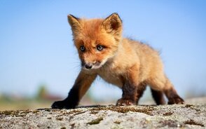 Guy who likes PChardware, games, forest machines, metal music and volvo.