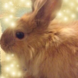 Guineapigpigs1's profile picture. 