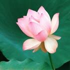 raquel65_linda's profile picture. 