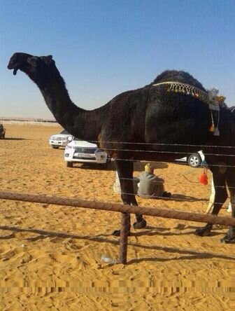 ‏الله يرحم من غيابهم جاعلن قلبي صويب والعين عيت تهنى في لذيذ رقادها
