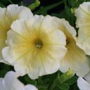 Marcia Lyon - @MarciaDL0114 - Twitter