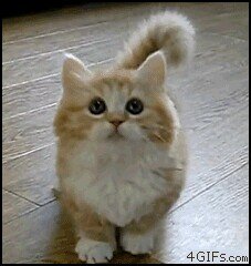 OMFG KITTENS ARE ADORABLE