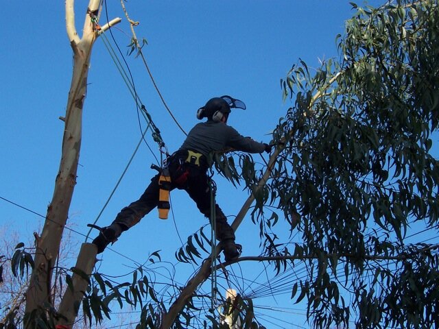 Here at KTC we offer a friendly and professional service to suite all your tree & ground maintenance needs. for a free quote, call wayne on 07709 828 216
