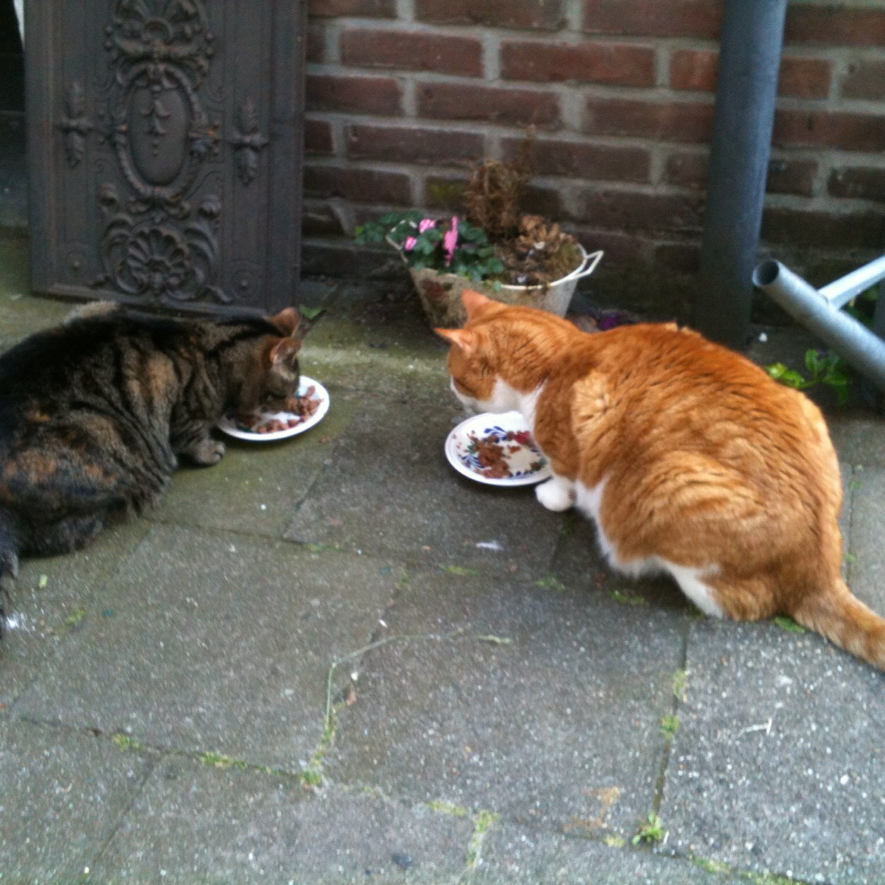 marjoleinlasond's profile picture. Dierenliefhebber, kijkt met verwondering naar de mensheid.