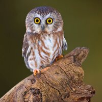 Cheryl Neale (@cherylneale1) 's Twitter Profile