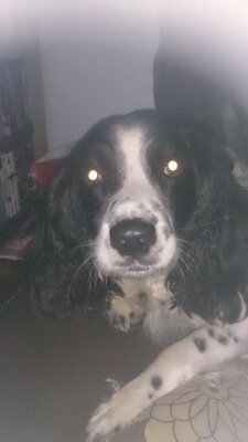 I'm a springer spaniel love my mum so much