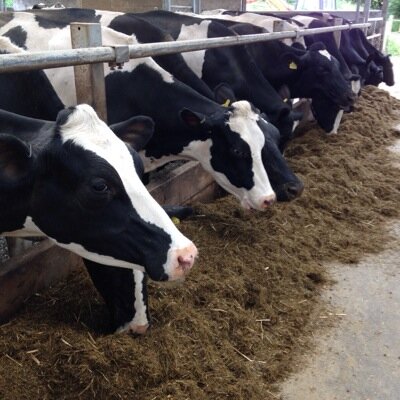 Dairy Consultancy Services - Independent consultancy & DCS NUTRITION & SOURCING feed & forage products Email neilmoorhendcs@icloud.com or call 07795 373433